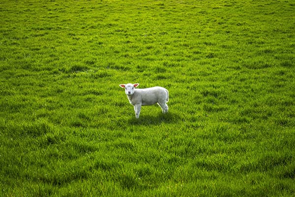 single sheep lambs path tag photo
